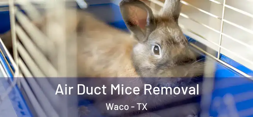  Air Duct Mice Removal Waco - TX
